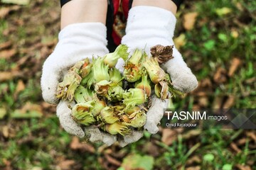 برداشت فندق در اشکور گیلان