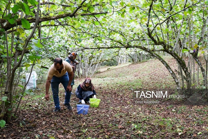 برداشت فندق در اشکور گیلان