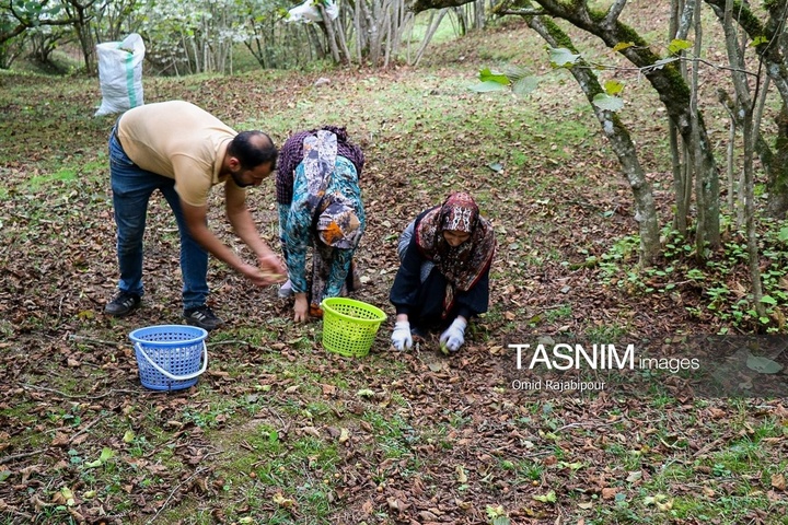 برداشت فندق در اشکور گیلان