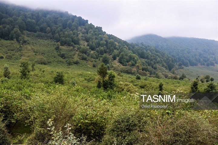 برداشت فندق در اشکور گیلان