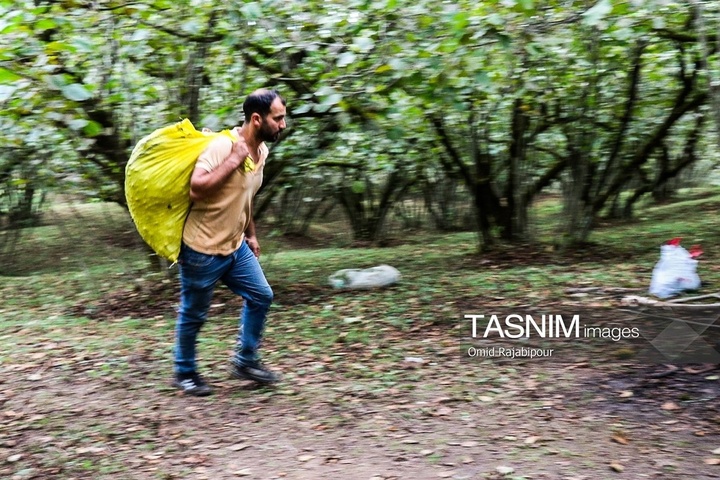 برداشت فندق در اشکور گیلان