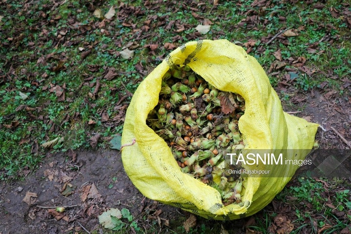 برداشت فندق در اشکور گیلان