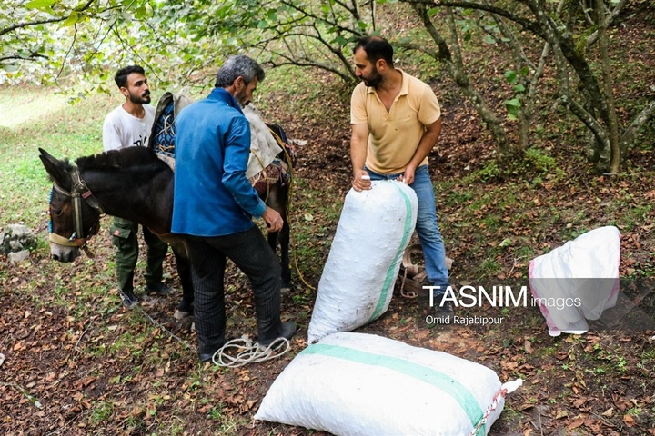 برداشت فندق در اشکور گیلان