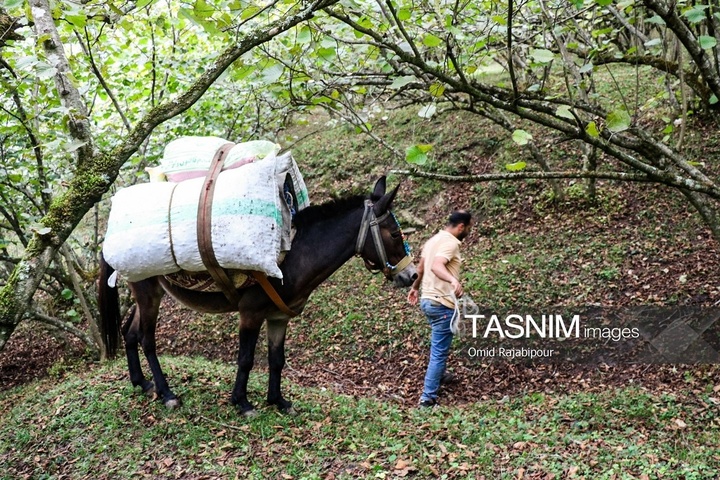 برداشت فندق در اشکور گیلان