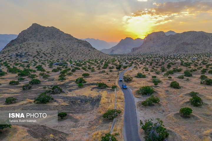 فصل برداشت انجیر از بزرگترین انجیرستان دیم جهان - استهبان