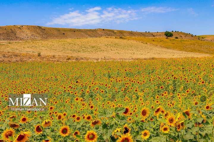 مزارع آفتابگردان در بجنورد