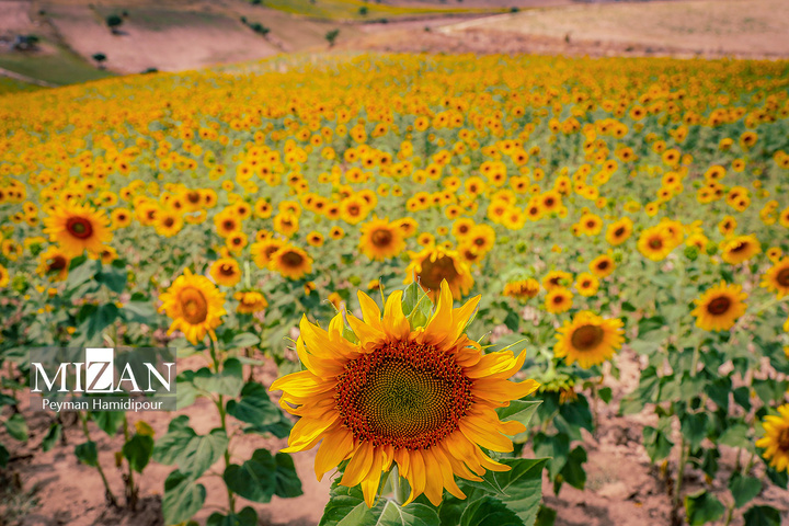 مزارع آفتابگردان در بجنورد