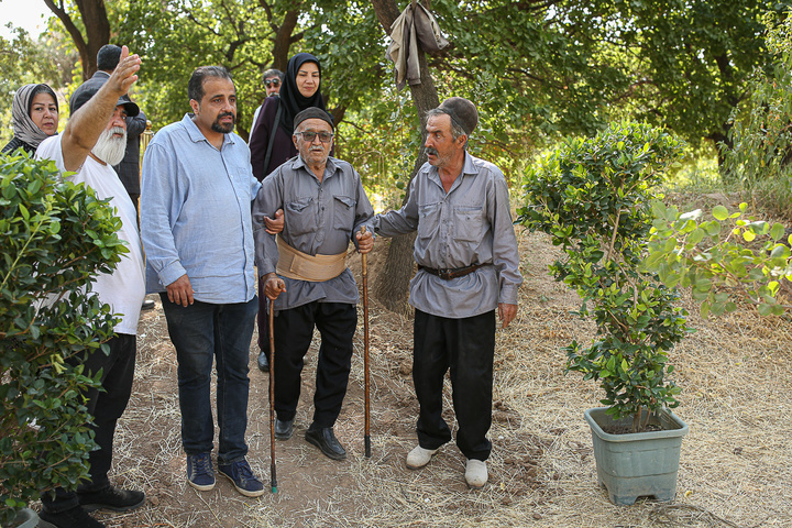 جشن پسته‌چینی در قزوین