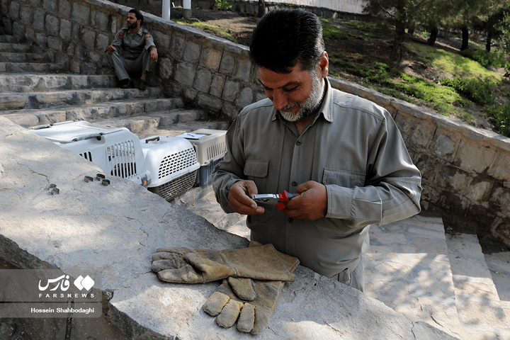 بازگشت شکارچیان آسمان به تالاب بهشت معصومه
