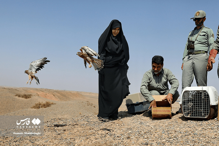 بازگشت شکارچیان آسمان به تالاب بهشت معصومه