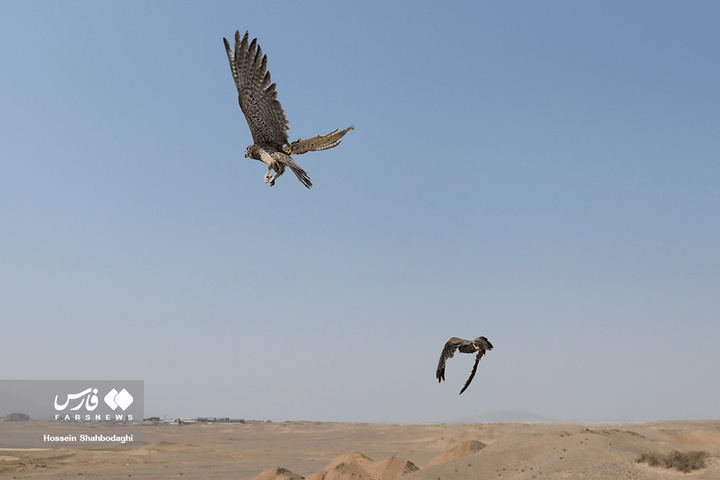 بازگشت شکارچیان آسمان به تالاب بهشت معصومه