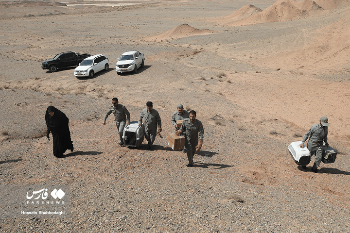 بازگشت شکارچیان آسمان به تالاب بهشت معصومه