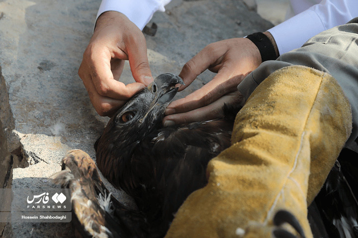 بازگشت شکارچیان آسمان به تالاب بهشت معصومه