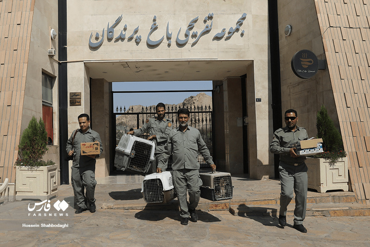 بازگشت شکارچیان آسمان به تالاب بهشت معصومه