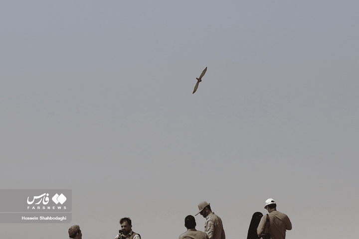 بازگشت شکارچیان آسمان به تالاب بهشت معصومه