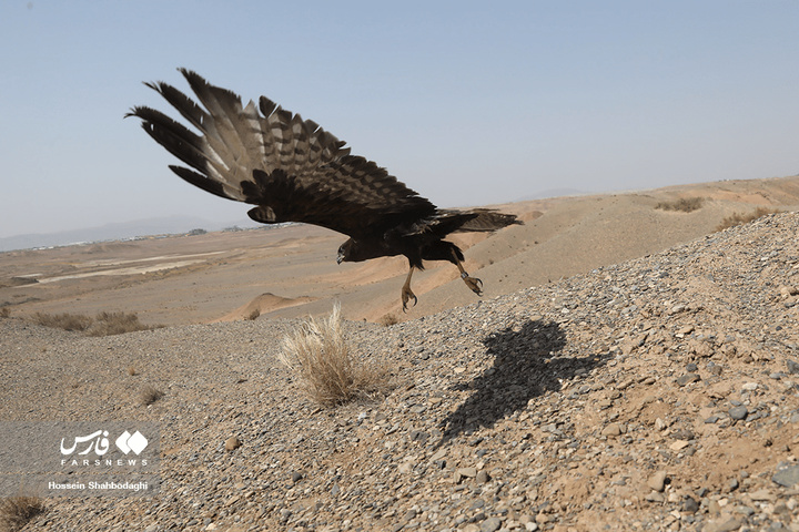 بازگشت شکارچیان آسمان به تالاب بهشت معصومه