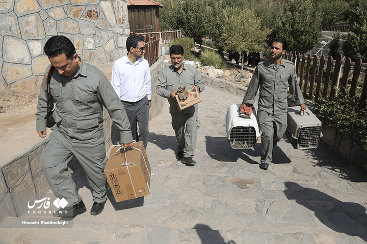 بازگشت شکارچیان آسمان به تالاب بهشت معصومه