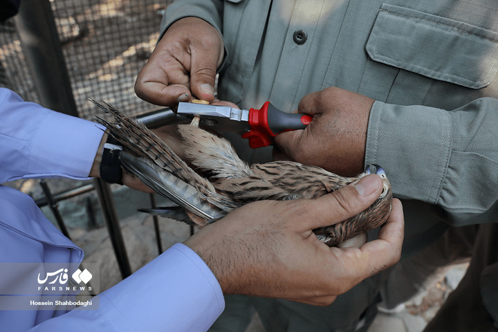 بازگشت شکارچیان آسمان به تالاب بهشت معصومه