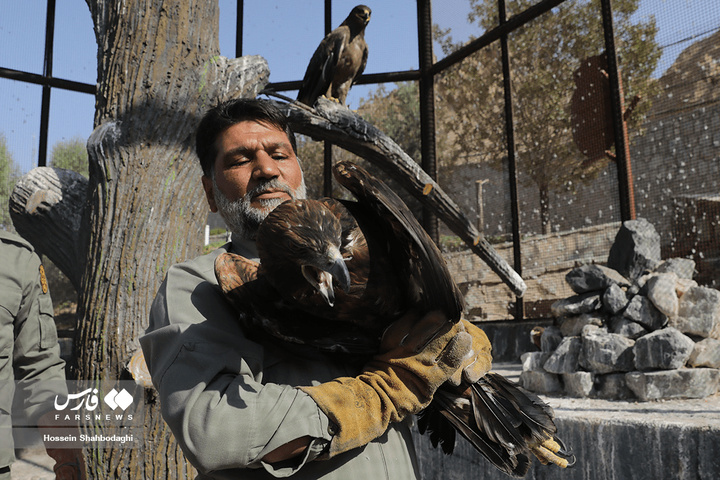 بازگشت شکارچیان آسمان به تالاب بهشت معصومه