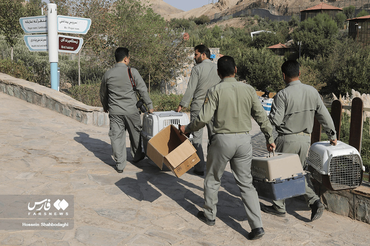 بازگشت شکارچیان آسمان به تالاب بهشت معصومه