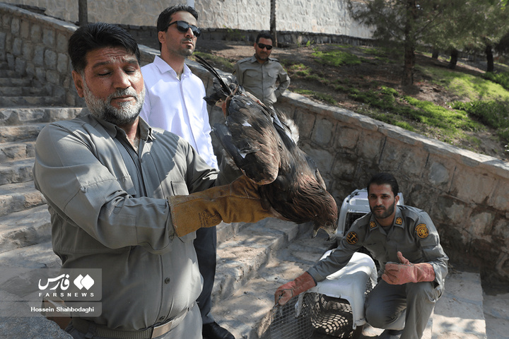 بازگشت شکارچیان آسمان به تالاب بهشت معصومه