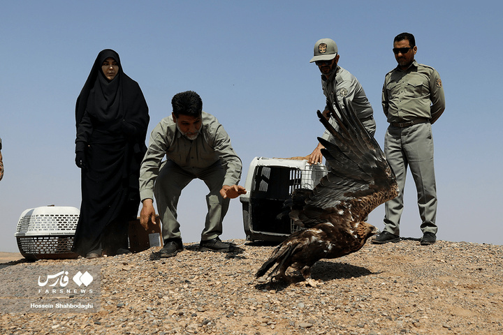 بازگشت شکارچیان آسمان به تالاب بهشت معصومه