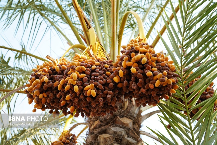 برداشت خرما (مخ بُرون) - بوشهر