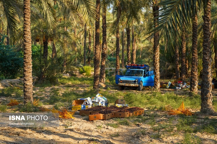 برداشت خرما (مخ بُرون) - بوشهر