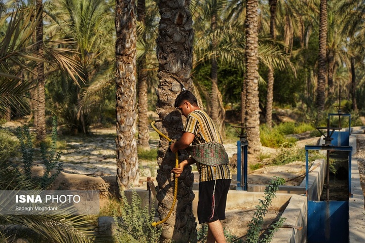 برداشت خرما (مخ بُرون) - بوشهر
