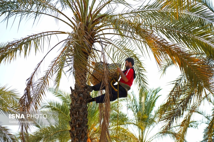 برداشت خرما (مخ بُرون) - بوشهر