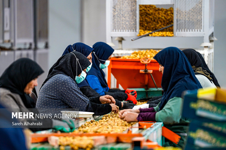 برداشت انجیر در استهبان