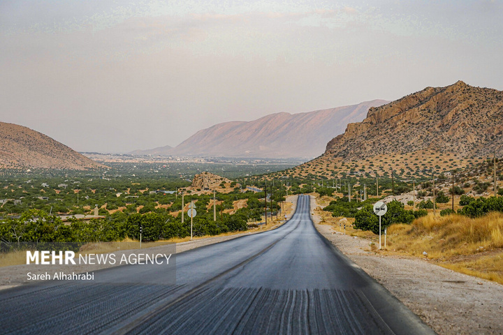 برداشت انجیر در استهبان