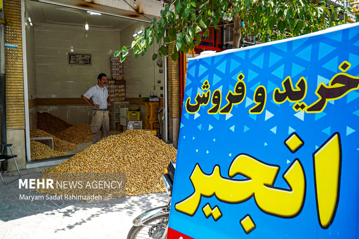 برداشت انجیر در استهبان