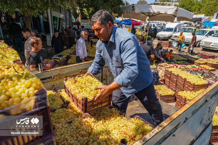 مشگین‌شهر، طعم انگور می‌گیرد