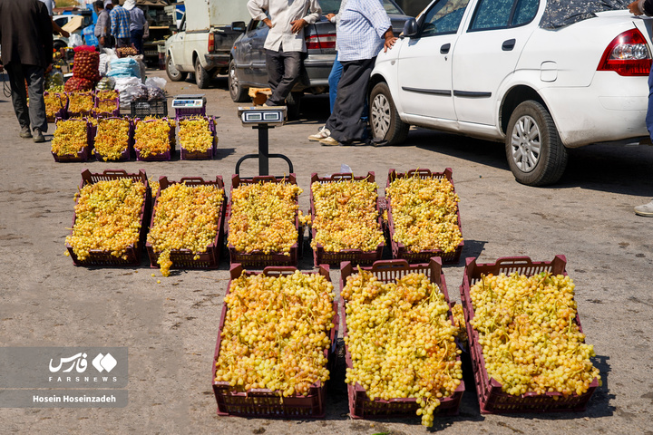 مشگین‌شهر، طعم انگور می‌گیرد