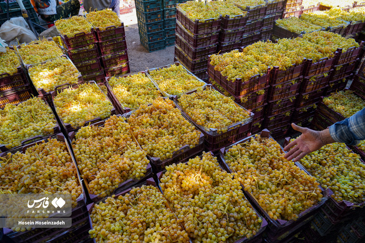 مشگین‌شهر، طعم انگور می‌گیرد