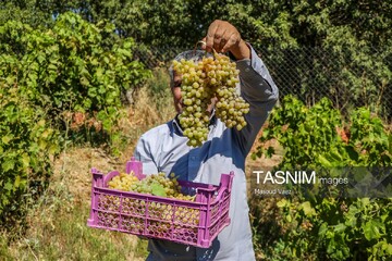 برداشت انگور از تاکستان‌های شهرستان عجب شیر