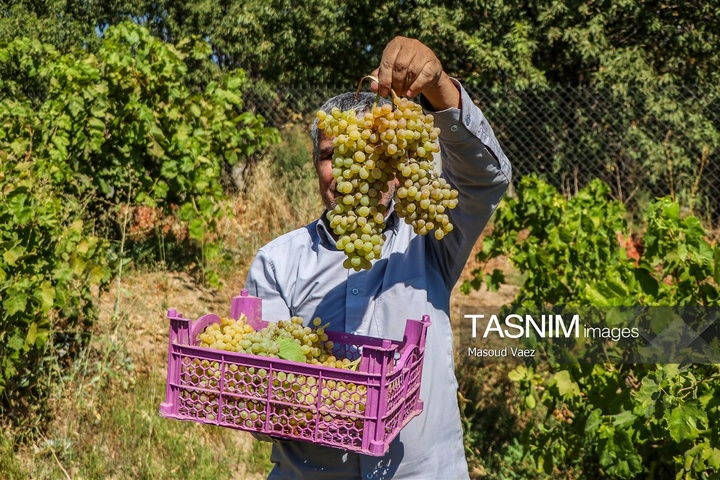 برداشت انگور از تاکستان‌های شهرستان عجب شیر