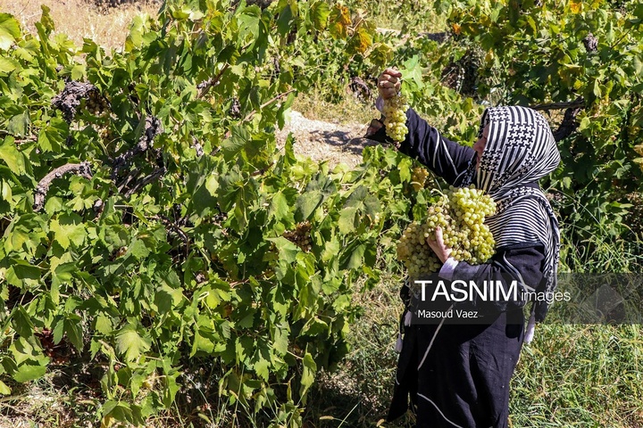 برداشت انگور از تاکستان‌های شهرستان عجب شیر