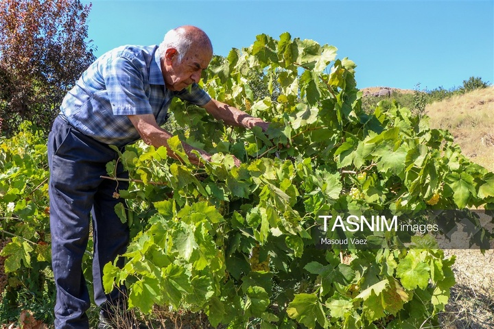 برداشت انگور از تاکستان‌های شهرستان عجب شیر