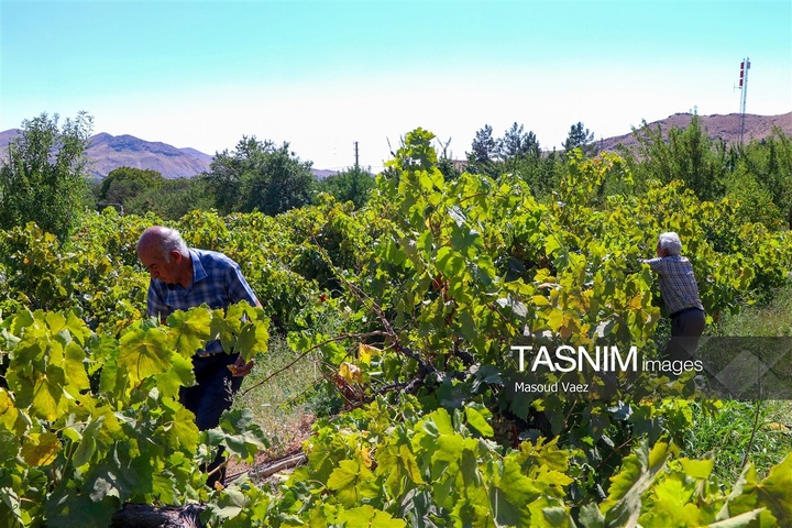 برداشت انگور از تاکستان‌های شهرستان عجب شیر