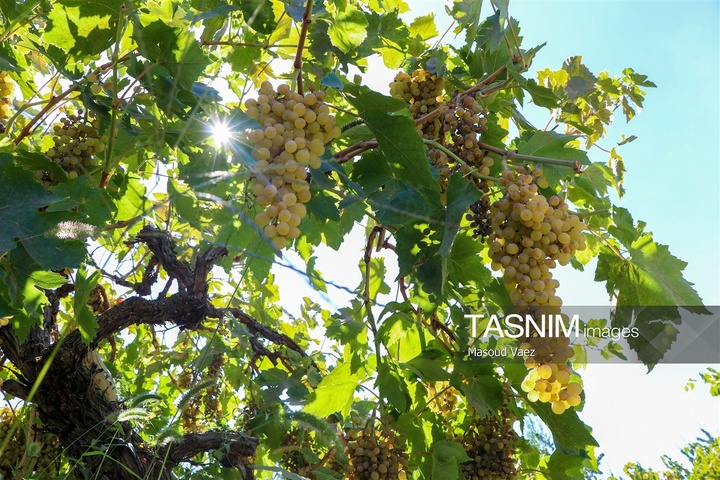برداشت انگور از تاکستان‌های شهرستان عجب شیر