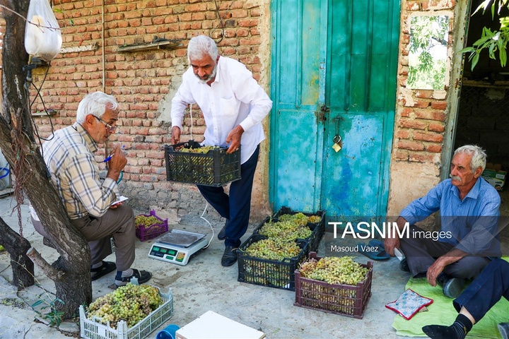 برداشت انگور از تاکستان‌های شهرستان عجب شیر