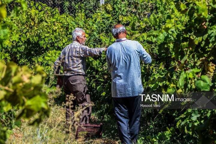 برداشت انگور از تاکستان‌های شهرستان عجب شیر