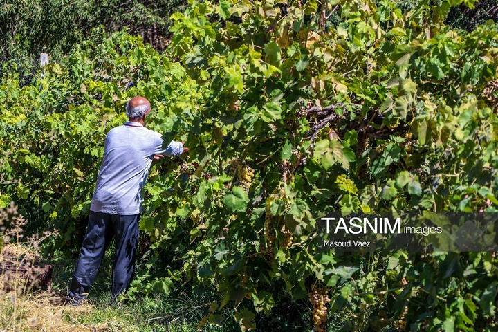 برداشت انگور از تاکستان‌های شهرستان عجب شیر