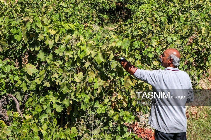 برداشت انگور از تاکستان‌های شهرستان عجب شیر