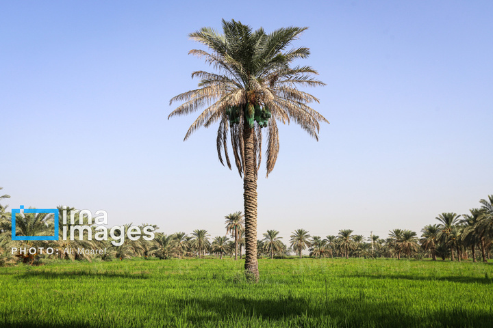برداشت خرما از نخلستان های کارون