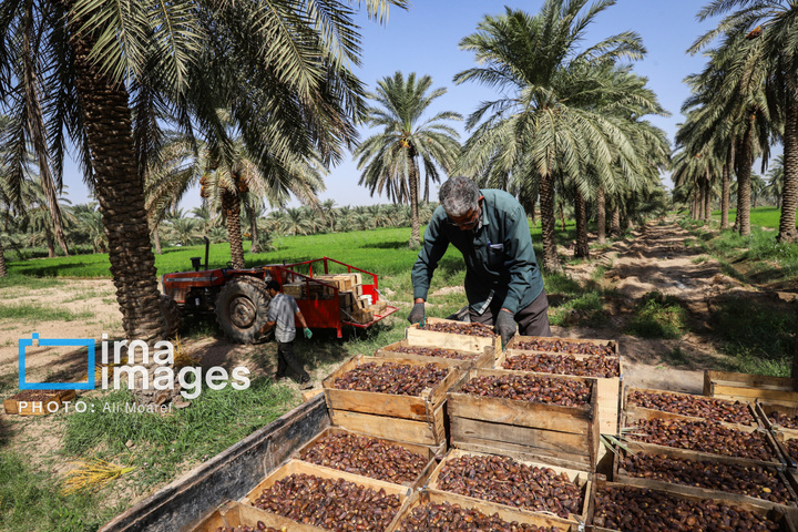 برداشت خرما از نخلستان های کارون