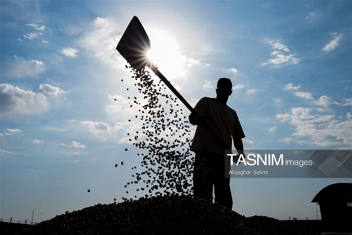 برداشت و فرآوری پسته - جاجرم