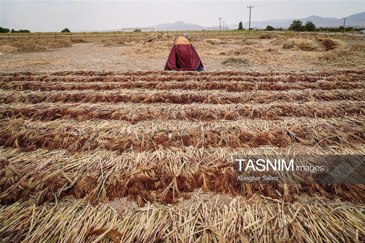 جاروبافی سنتی در روستای ملا حسن - خراسان شمالی